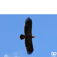 گونه عقاب خالدار کوچک Lesser Spotted Eagle